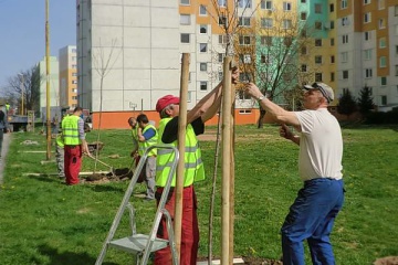 Náhradná výsadba drevín v meste – 1. etapa