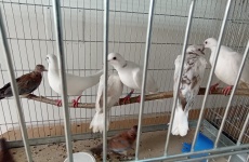 Fotogaléria