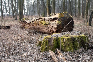 Mestský park pred čistením