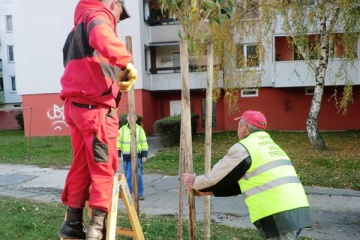 Mesto zrealizovalo 2. časť náhradnej výsadby za výrub stromov