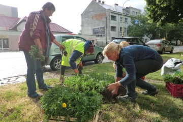 Výsadba letničiek pracovníkmi MsHS v centre mesta