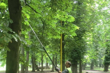 Orez konárov stromov v mestskom parku