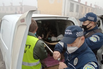 Mestská polícia uskutočnila odchyt túlavých psov