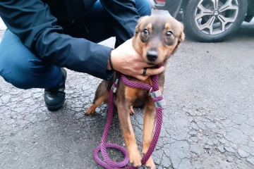 Našlo sa šteniatko